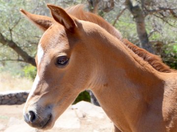 Sardinie - Agriturismo S' Ozzastru in Dorgali (4)